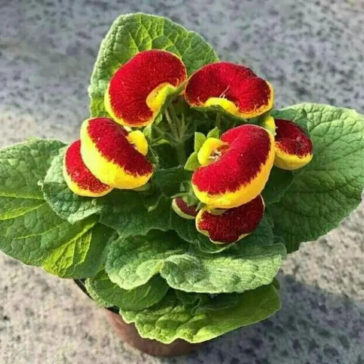 蒲包花种子荷包花混色四季易种家庭阳台盆栽绿植花草花卉种子花籽