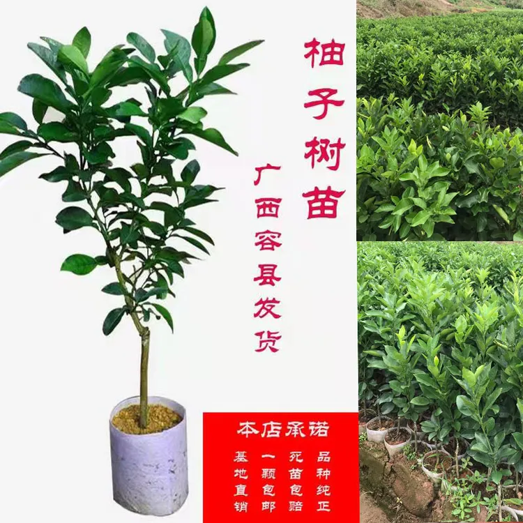 广西容县沙田柚子苗嫁接泰国红柚暹罗红柚树苗红心蜜柚南方种植