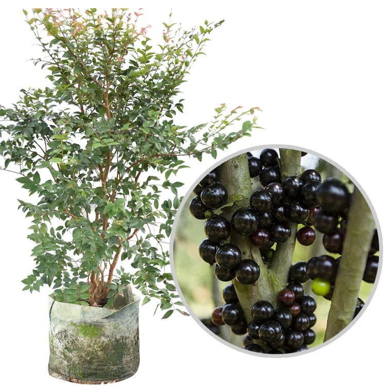 沙巴嘉宝果树苗 树葡萄苗 正宗台湾树葡萄果树南方北方种植多年生