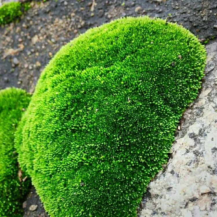 朵朵藓白发藓短绒藓苔藓批发 鲜活苔藓青苔 花卉盆栽铺面  微景观