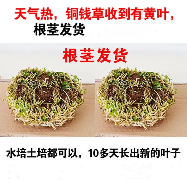 铜钱草根茎水培植物办公室桌面盆栽花卉室内水养绿植庭院绿植盆栽