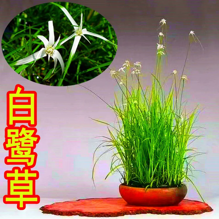 可水培日本白鸟蚊帐草白鹭莞星光草希望之光山野草雾松小盆栽兰花