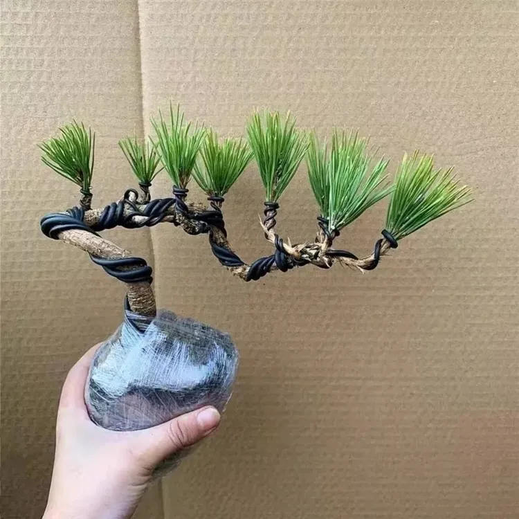 迎客松黑松盆景苗室内外盆栽微型黑松苗日本黑松四季常青绿植好养