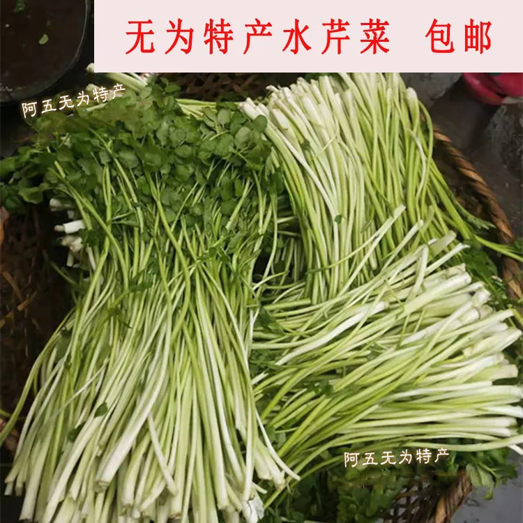 【顺丰】安徽无为特产新鲜蔬菜芹芽绿杆水芹菜当天现挖1斤起包邮