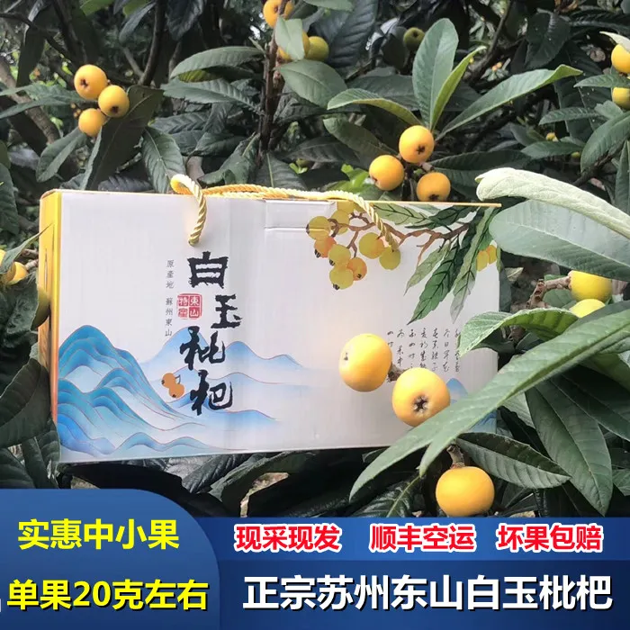【中小果 · 96粒】 正宗苏州东山白玉枇杷  实惠中小果  现采现发