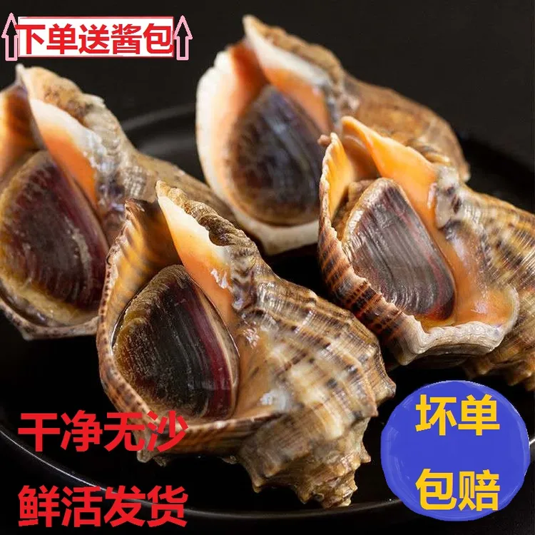 鲜活野生大海螺小海螺海鲜螺类新鲜新鲜