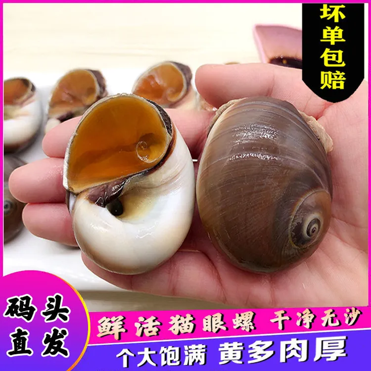 连云港发货，新鲜海捕无沙猫眼螺