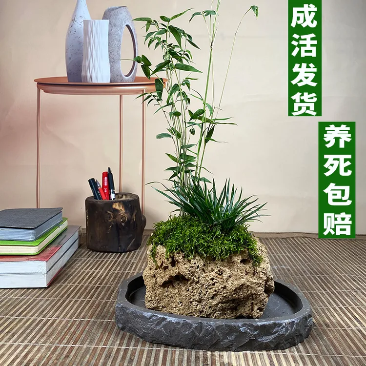 【米竹】吸水石米竹盆栽好养绿植凤尾竹水培米竹盆栽凤尾竹阳台室内