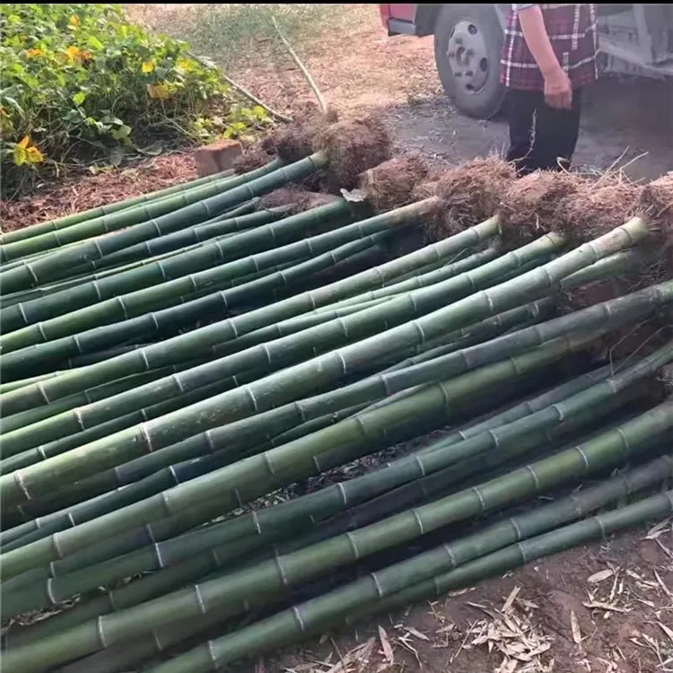 毛竹大毛竹苗青竹四季常青常绿可以食用毛竹笋庭院工程绿化竹苗