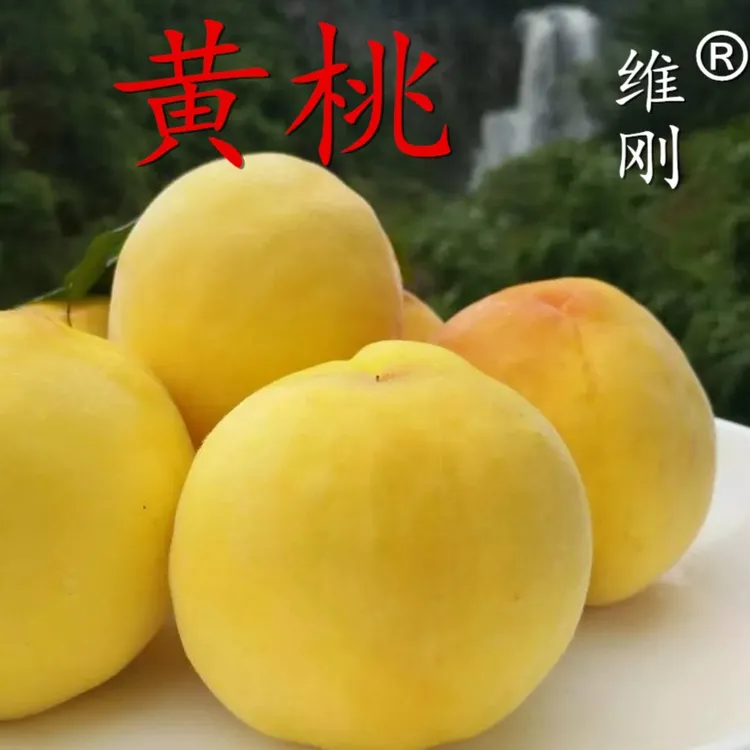 维刚【融媒体直播专供】坏果包赔现摘高山黄桃现发礼盒装