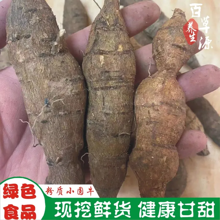 百草源深山牛大力新鲜粉薯小圆牛短肥牛滋补煲汤金钟根中药材泡酒
