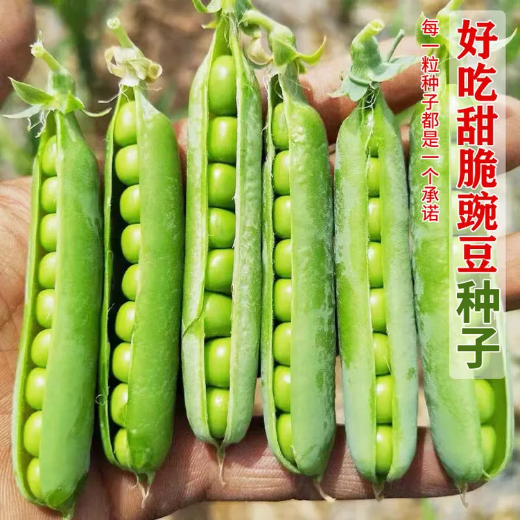 豌豆种籽甜脆种子青碗豆种高产阳台庭院四季蔬菜秋冬季青豌豆种孑