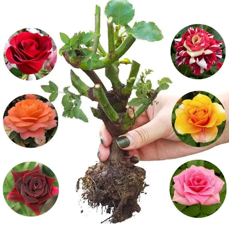 3棵混色玫瑰花苗老根盆栽地栽四季玫瑰大花花卉颜色随机发货送肥