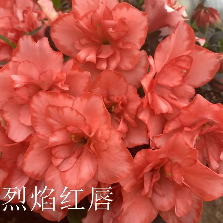 稀有品种烈焰红唇杜鹃花。不一样花色。一样的四季开花