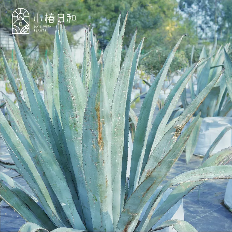 小椿日和 美洲龙舌兰蓝灰色耐旱耐热沙生植物多肉植物