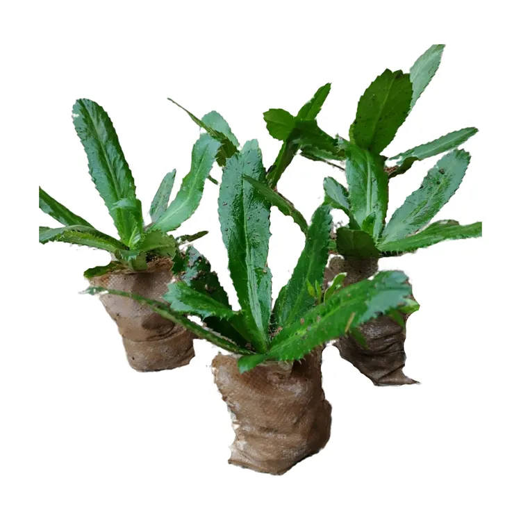 鲜兄刺芫荽大香菜盐茜苗泰老缅土香菜广西芫荽苗广东鱼生大芫荽