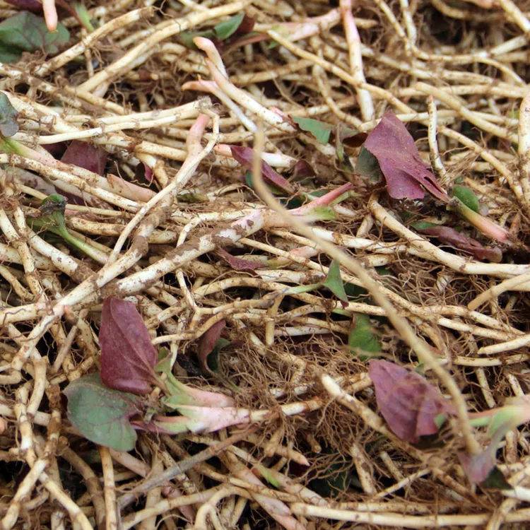 0.5-5斤 鱼腥草新鲜折耳根贵州高山种植农家节节根现挖挑选凉拌菜