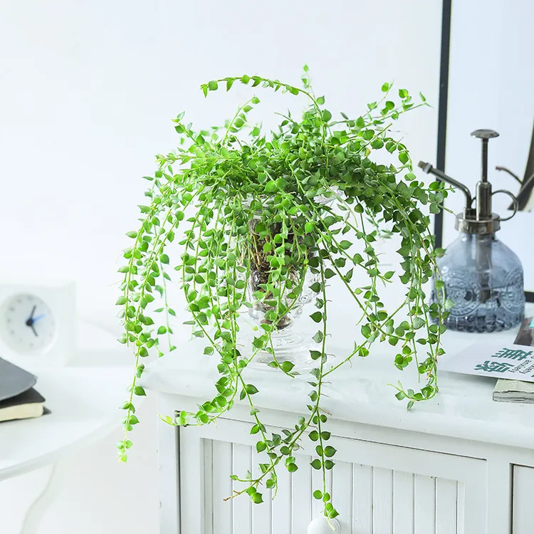百万心吊兰植物花盆栽客厅盆景四季常青好养易活带盆栽好垂吊