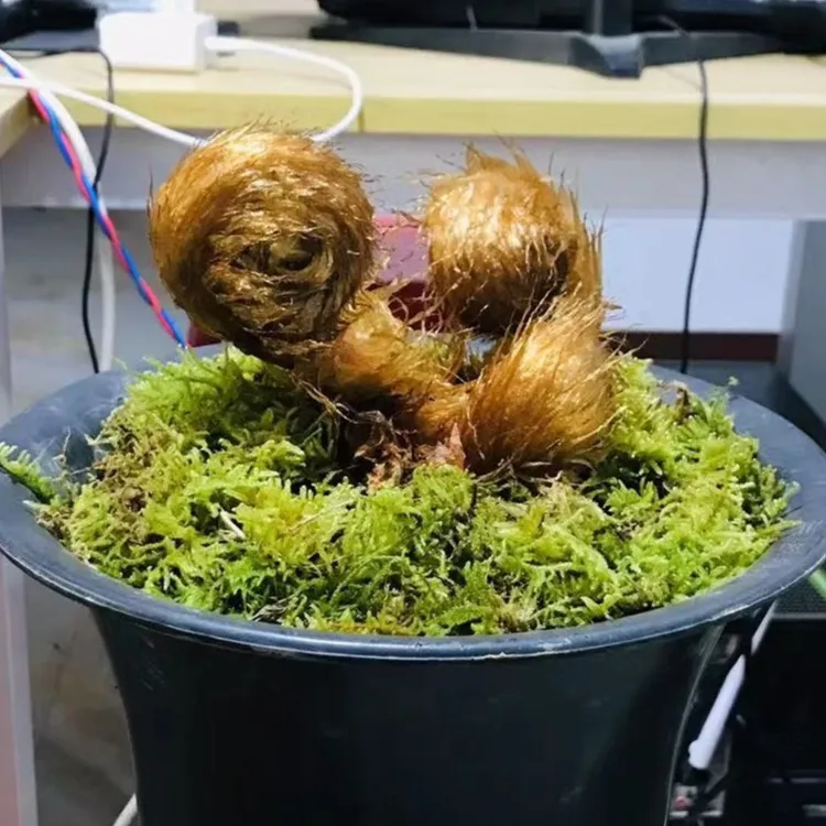 大型禅意蕨类桩子前台庭院茶空间必备绿植美观