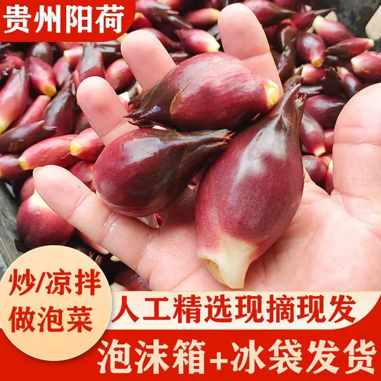 贵州农家阳荷杨荷洋河和带泥现摘现发嫩杨荷洋姜圆荷净含量1-4斤