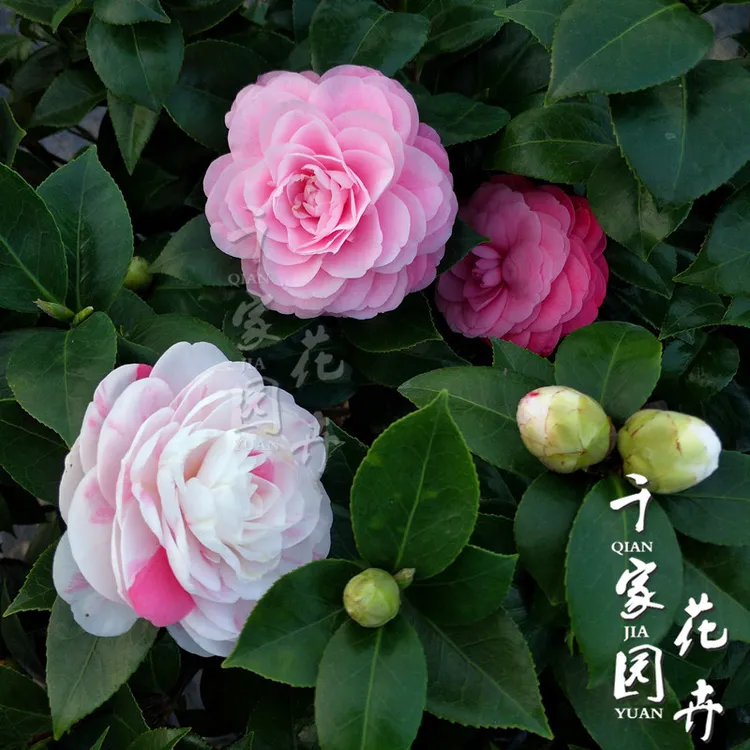 十八学士白十八茶花苗小五彩白粉红多色山茶盆栽带花苞大树苗绿植