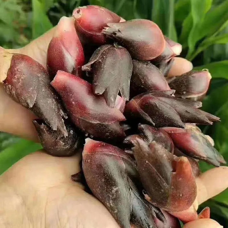 新鲜现摘长阳当季阳荷姜鲜嫩蔬菜