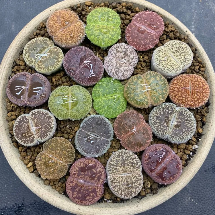 生石花紫勋玉 日轮玉母本10颗 主播优选
