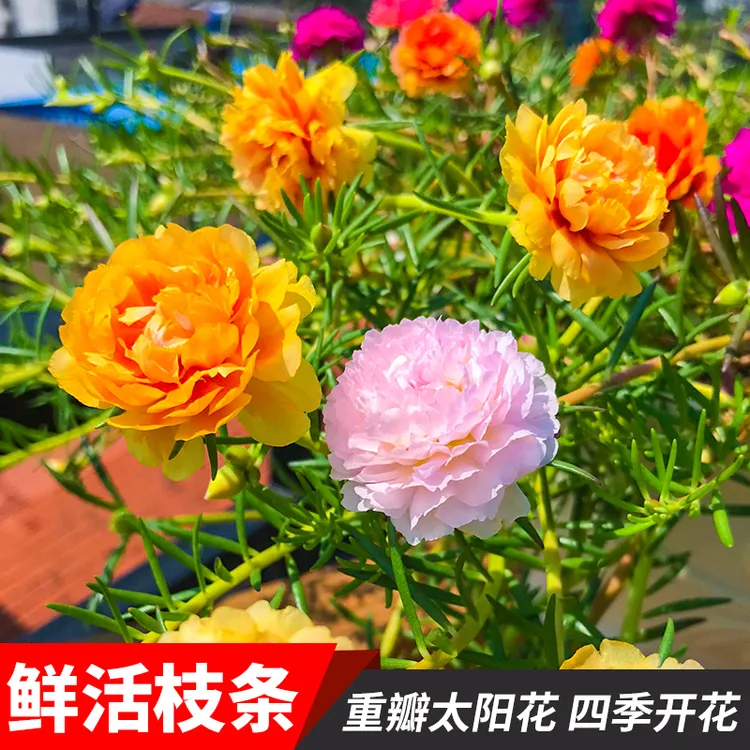 重瓣太阳花盆栽花苗枝条混色船长花园带根带花苞绿植盆栽四季开花