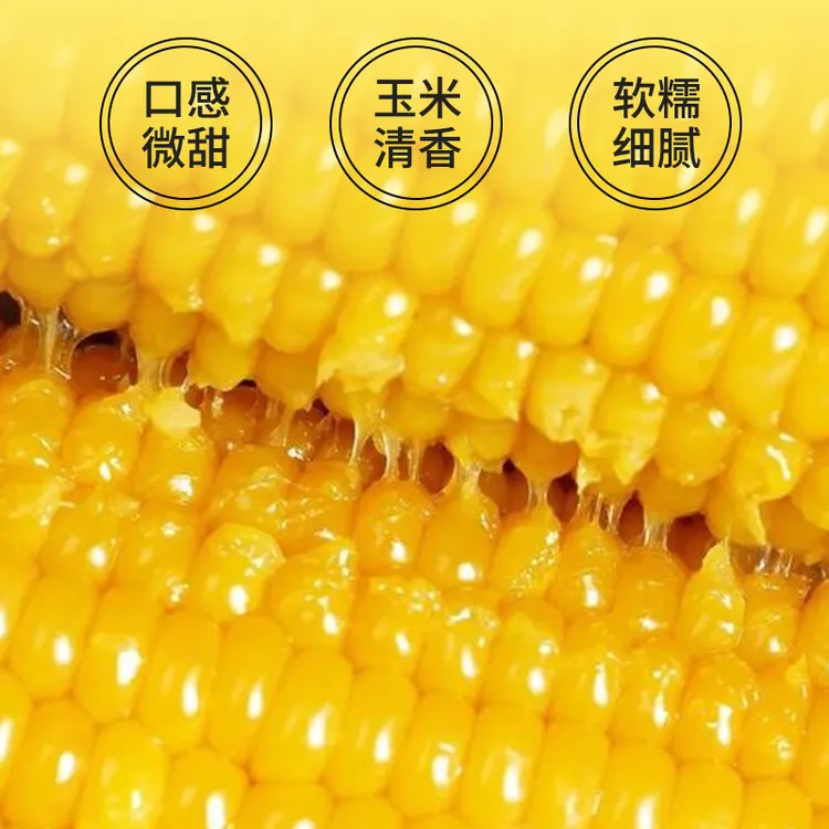 【好物分享】黄糯玉米东北粘玉米10支装6斤真空锁鲜试吃2根