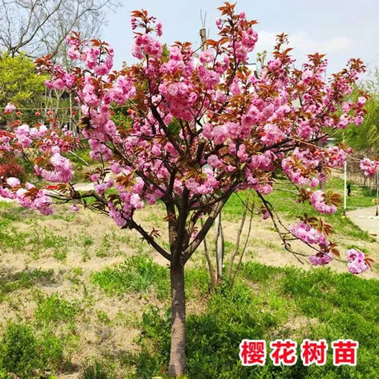 樱花树苗南北方庭院地栽盆栽花树园林植物绿化树