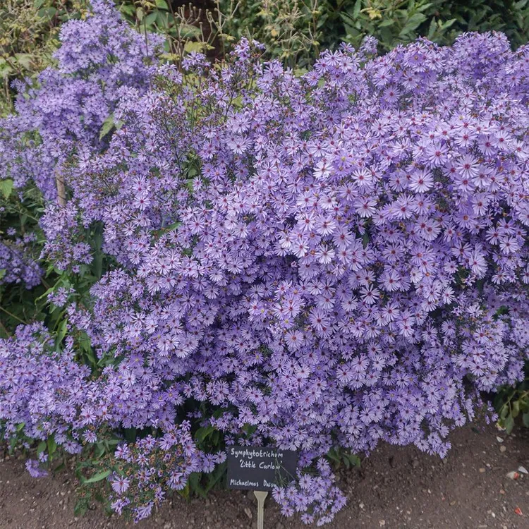 虹越 |荷兰菊小卡罗1加仑盆栽苗 神秘蓝紫色超爱复花阳台种植