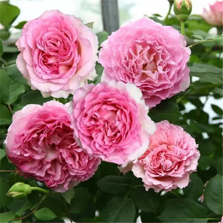 无刺爬藤带花苞月季花洋桔梗罗伊粉色栽培夏季春季牡丹花冬季皇后