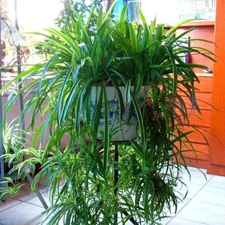 金边吊兰盆栽绿植花卉