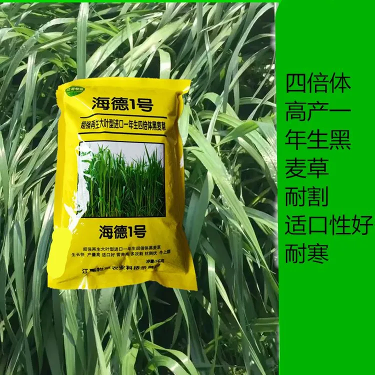 进口海德一号黑麦草种子耐寒黑麦草种子农业冬季生长牧草种子抗倒