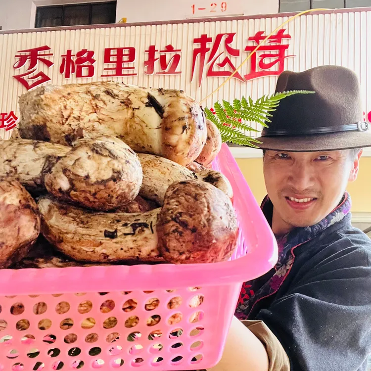 云南香格里拉新鲜松茸菌 精挑出口级净重500 g-1000g冷链空运包邮