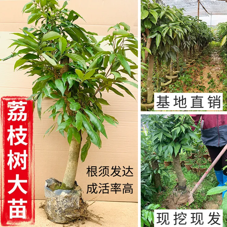 荔枝树大苗桂味妃子笑圈枝树桩阳台盆栽庭院绿化矮化效果好果树苗