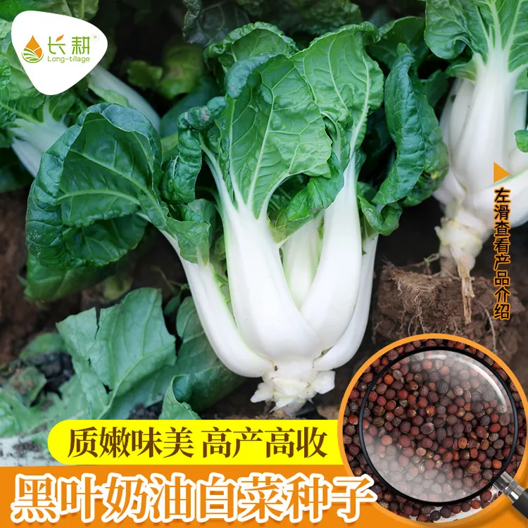 黑叶奶油白菜种子小白菜种籽春四季播阳台盆栽矮脚白菜籽蔬菜种孑