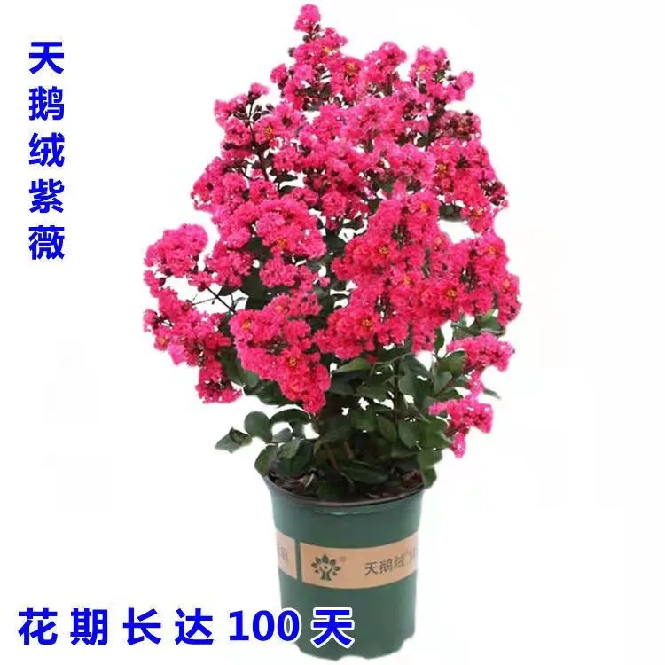 紫薇花盆栽植物天鹅绒树苗室内阳台花卉耐热四季易活庭院美观