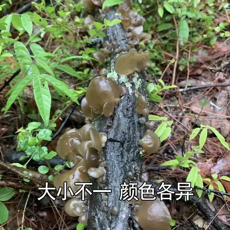 伏牛山野木耳深山自然晾晒