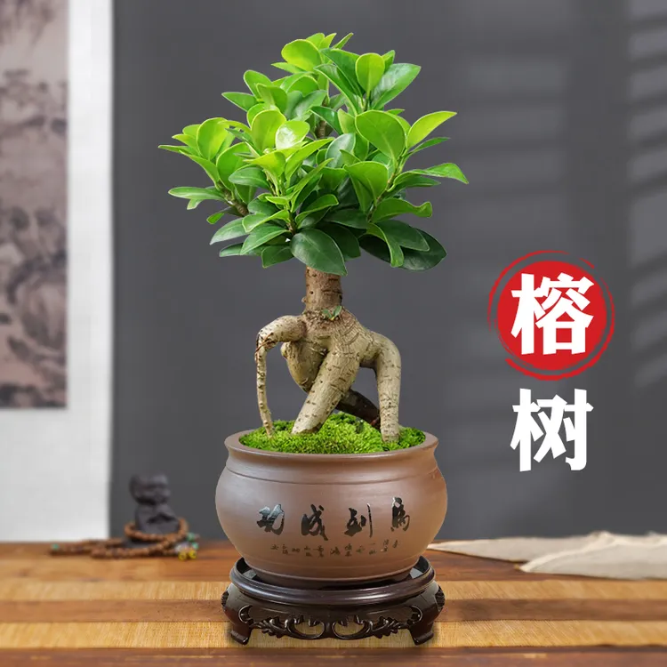 人参榕树盆景老桩提根办公室内桌面客厅绿植物花卉盆栽四季常青花