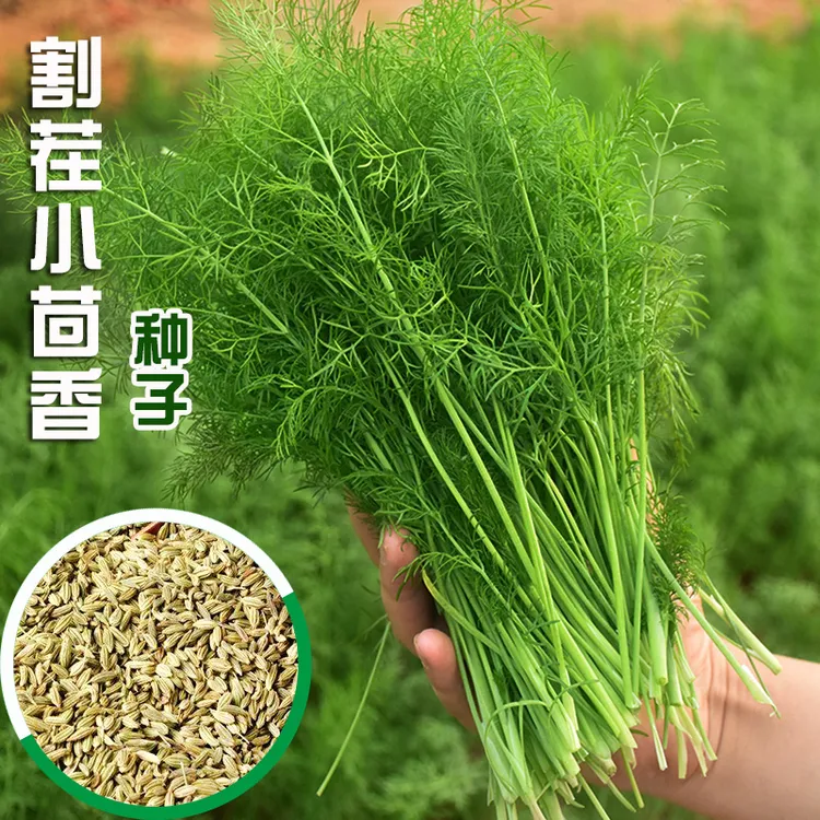 【拍2发3】茴香种子 割茬茴香蔬菜种籽  小茴香种子