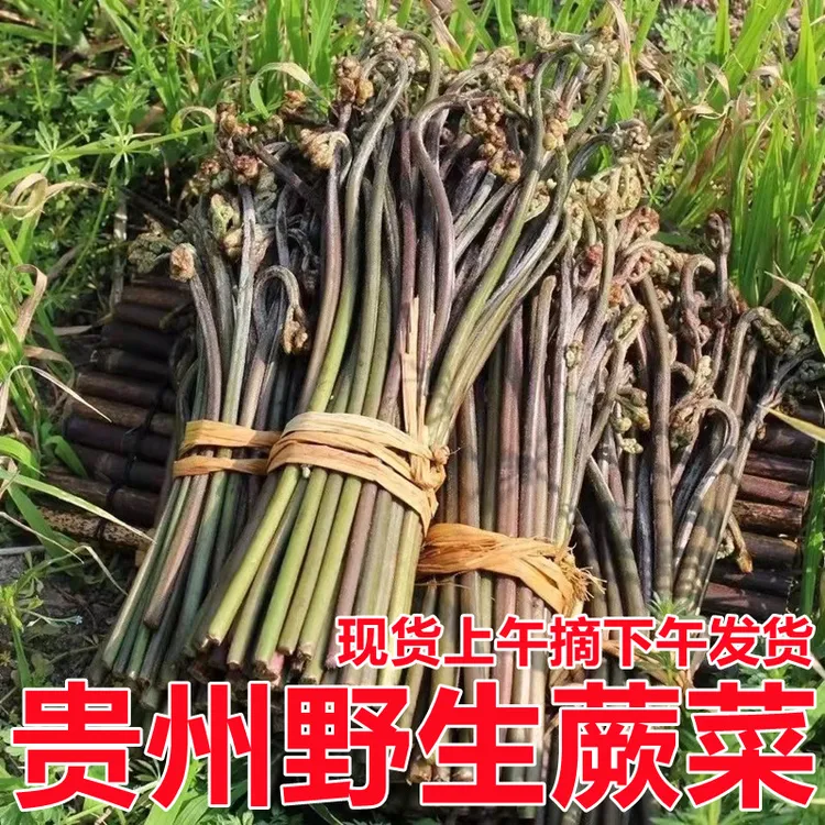贵州野生蕨菜蕨苔拳头菜现摘现发山野菜当季蔬菜龙爪菜猫爪菜5斤