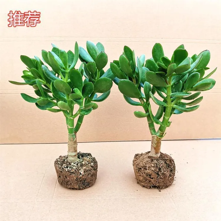 大叶玉树盆栽金枝玉叶办公室内多肉植物老桩肉花卉燕子掌盆景绿植
