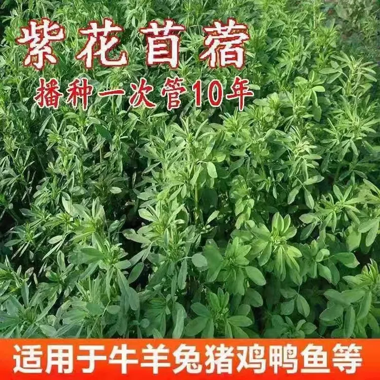 紫花苜蓿净籽多年生高四季牧草高蛋白耐旱耐盐碱鸡鸭鹅牛羊南北方
