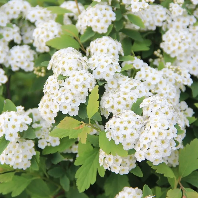 菱叶绣线菊盆栽珍珠梅小手球耐寒耐热好养花期长多年生灌木绿植物