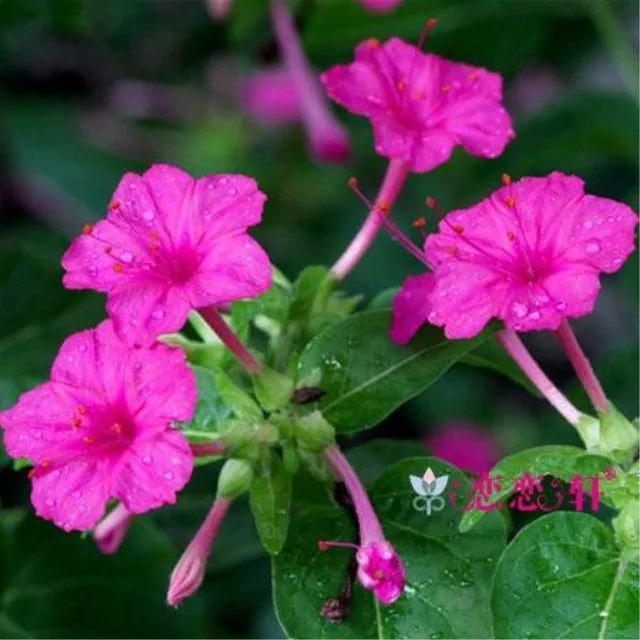 【夜来香种子紫茉莉花】种子花卉夜里香的花地雷豆花月见草胭脂花