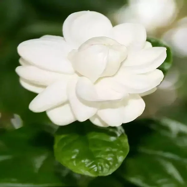 横县重瓣茉莉花绿化空气老桩花苗室内阳台庭院花卉绿植盆景清新