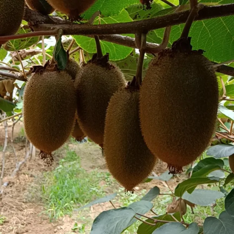 周至徐香猕猴桃5斤/10斤