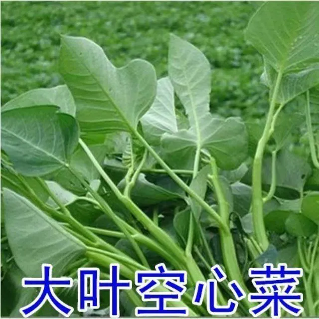 大叶空心菜种子蕹菜种子通菜蓊藤藤菜蓊菜种子易种植高产蔬菜种子