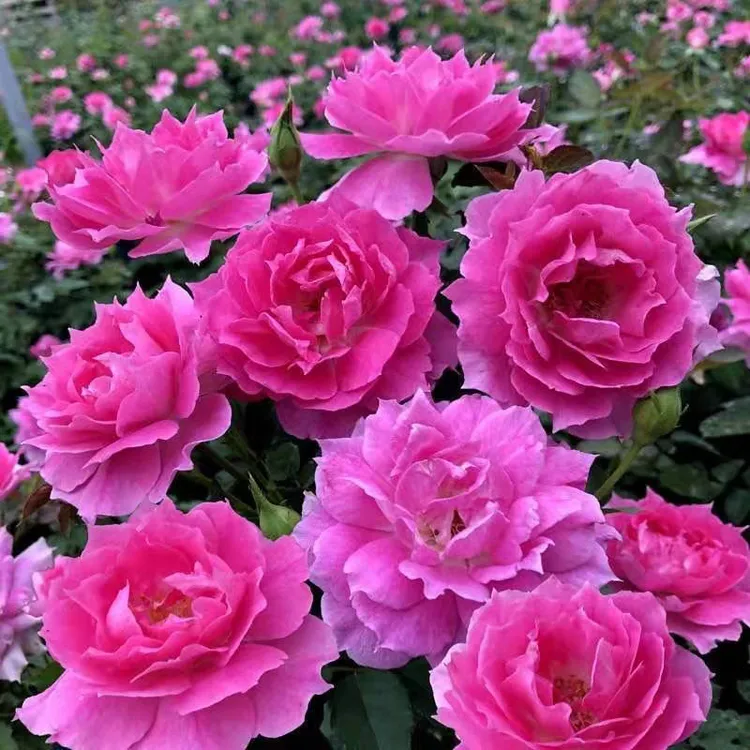 月季盆栽花卉——天方夜谭180大盆可灌木 可爬藤